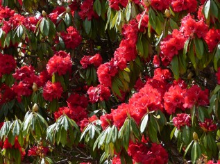 Rhododendron Trek