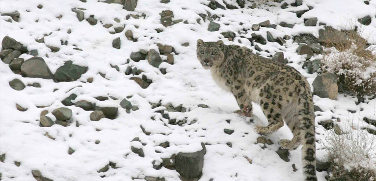snow-leopard-trek