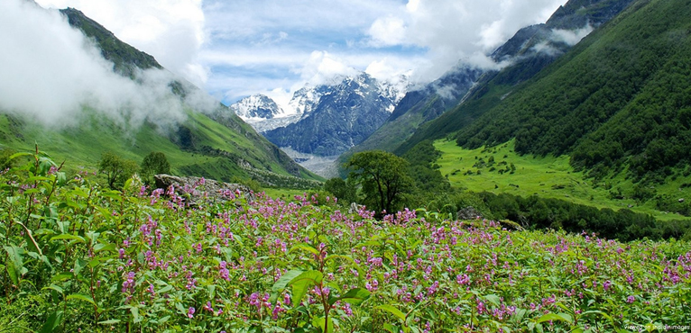 valley-of-flowers