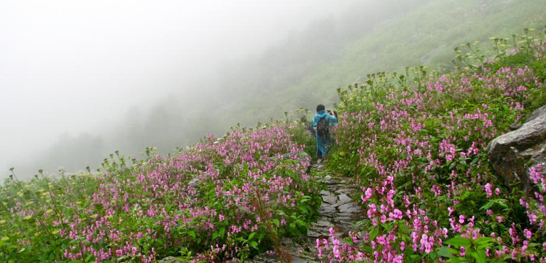 valley-of-flowers