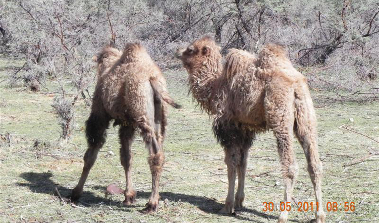 flora-fauna-ladakh