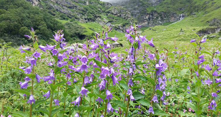 Chenap Valley Trek