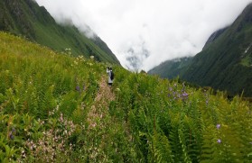 Valley of Flowers National Park