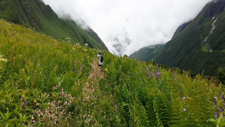 Valley of Flowers National Park