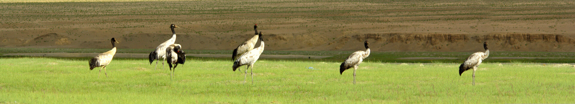 Bird Watching in India