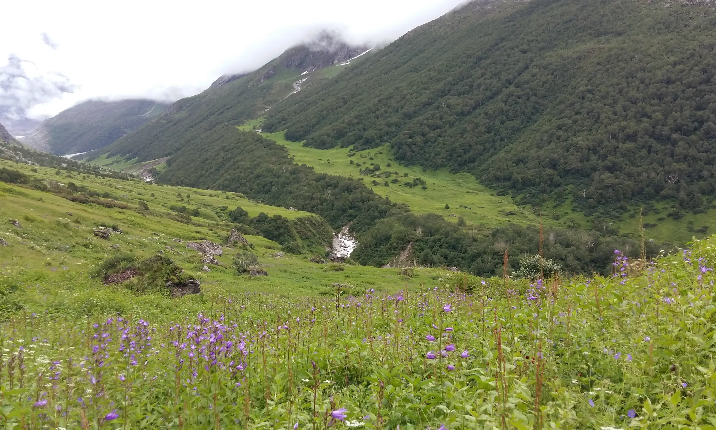 Valley of Flowers Best Monsoon Trek