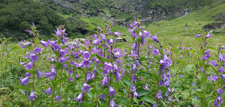 Chanap Lake Trekking Tours