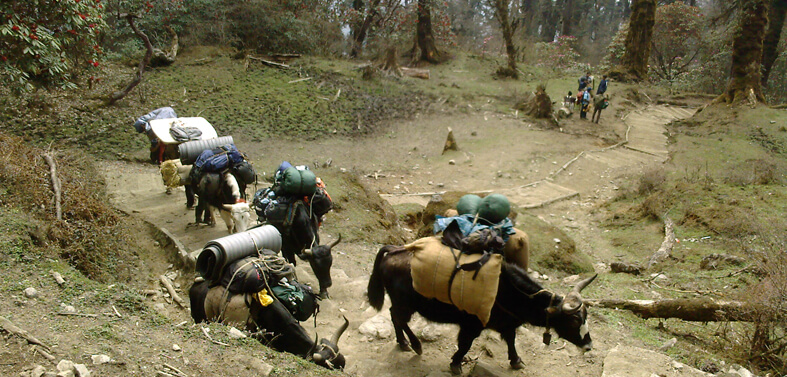 Singalila Ridge Trekking Tours