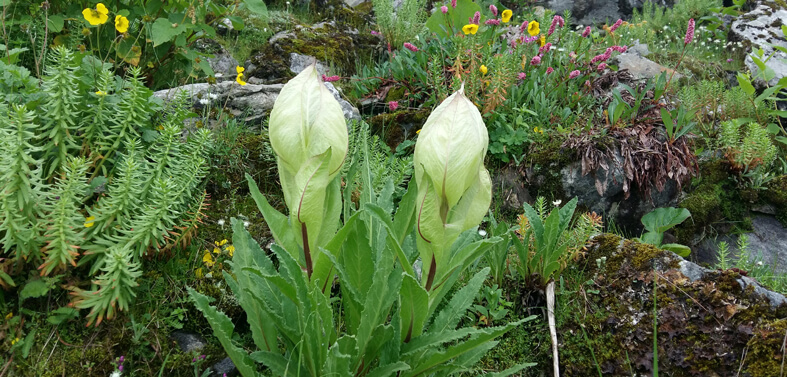 Hemkund Trekking