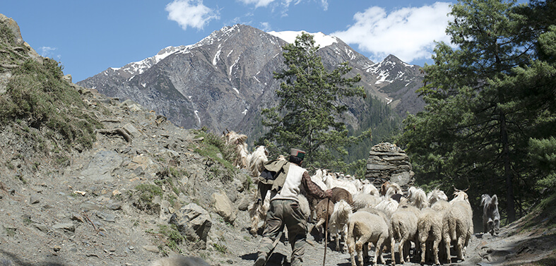 Shepherd Trail Gaddi Trekking