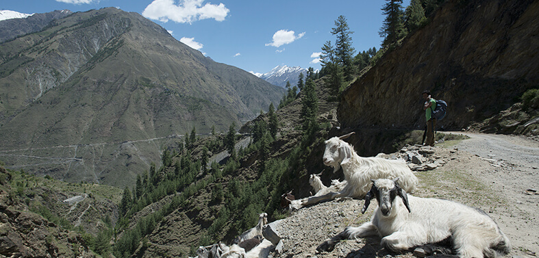 Shepherd Trail Gaddi Trekking Tour