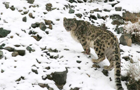 Snow Leopard Trek