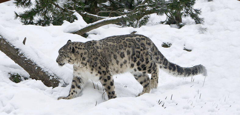 Snow Leopard Trek