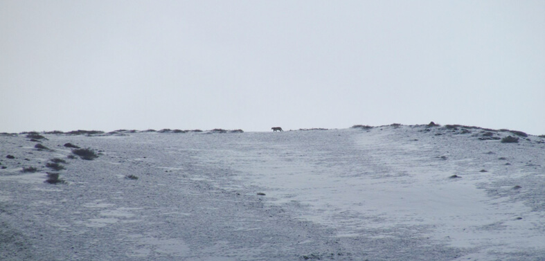 Snow Leopard Treks