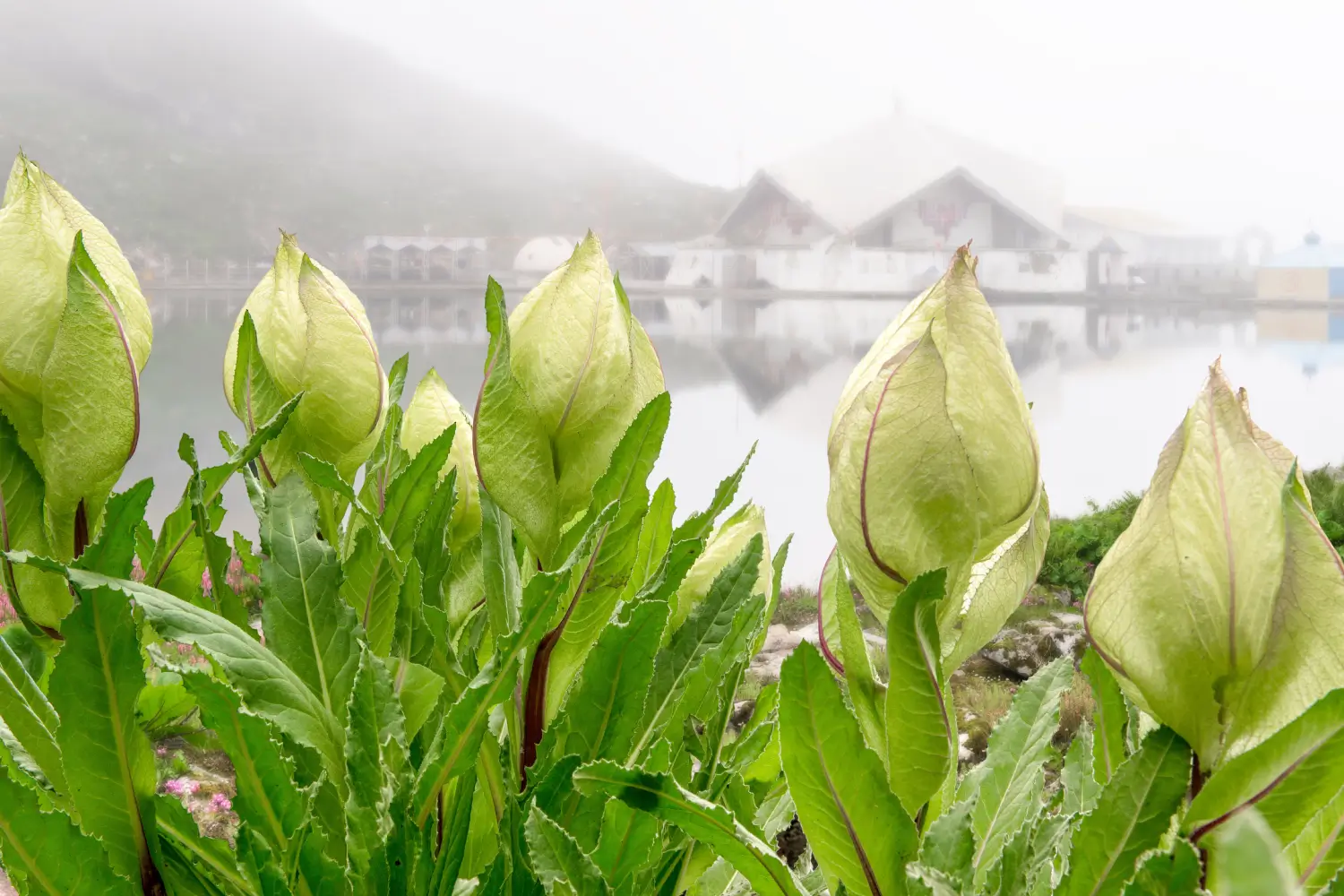 Hemkund Sahib Trek