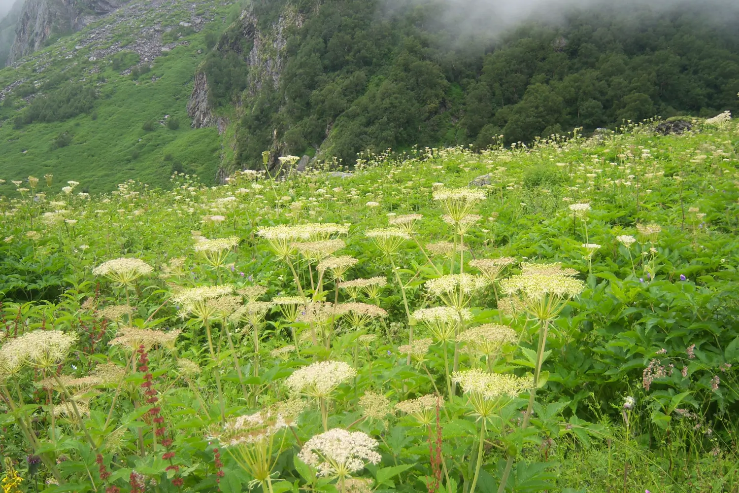 Valley of Flowers Trek