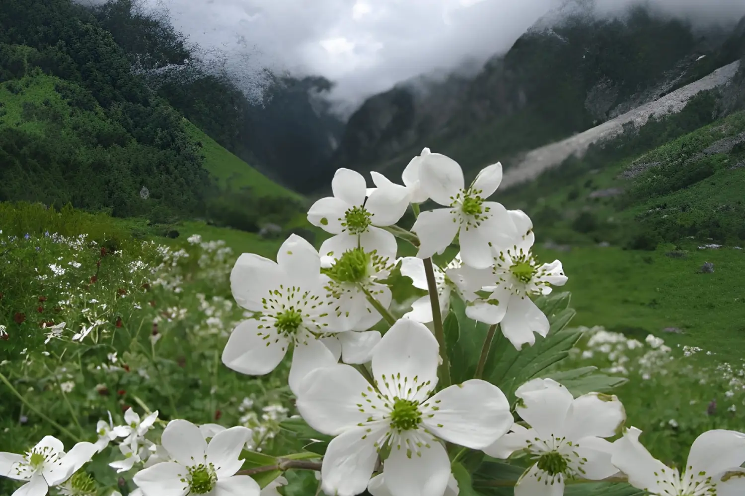 Valley of Flowers Trek