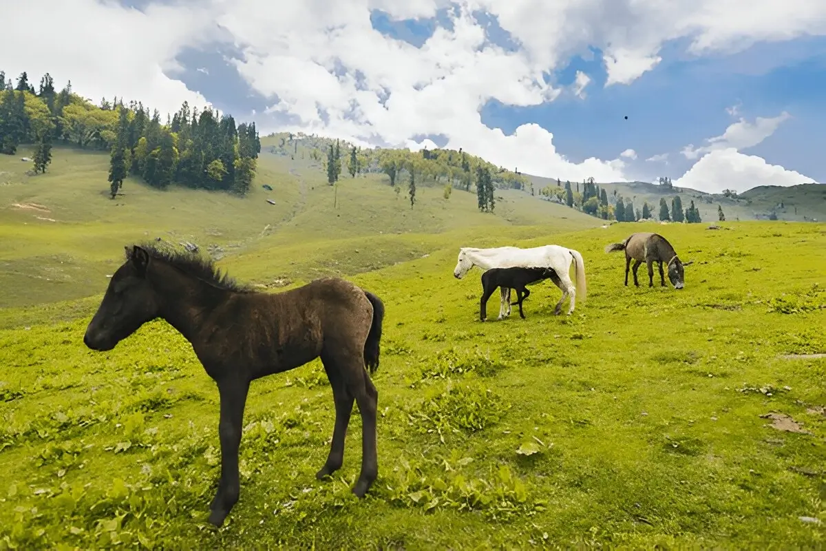 Deo Tibba Base Camp Trek