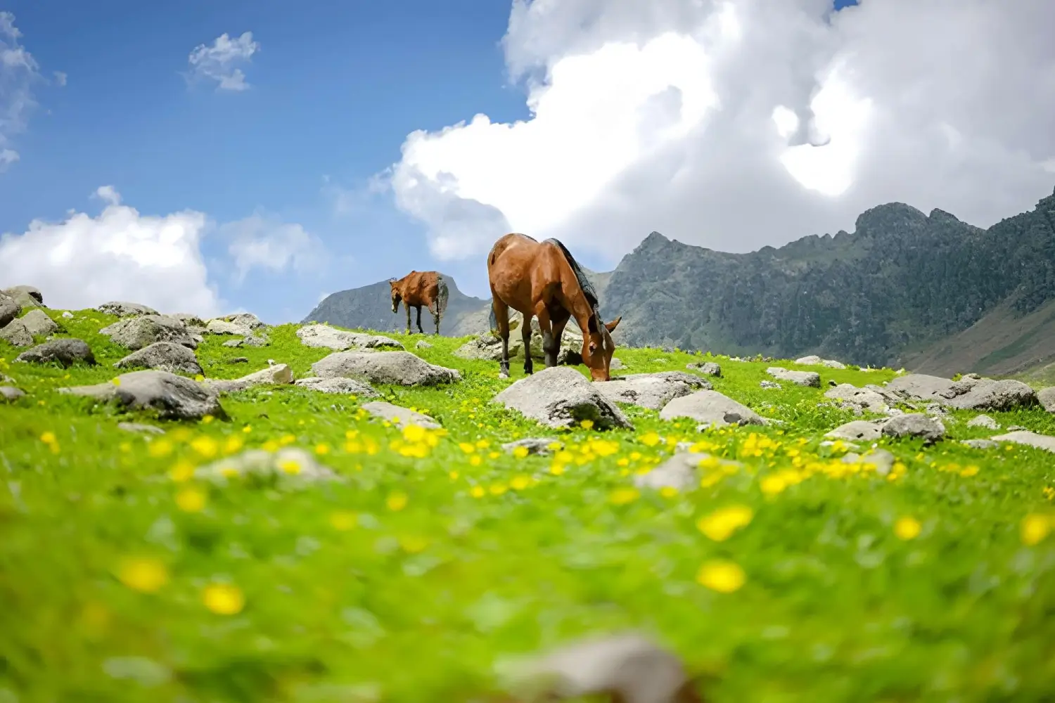 Kashmir Great Lakes Trek