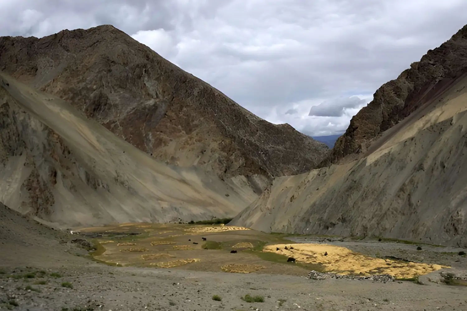 Markha Valley & Dzo Jongo Trek Ladakh