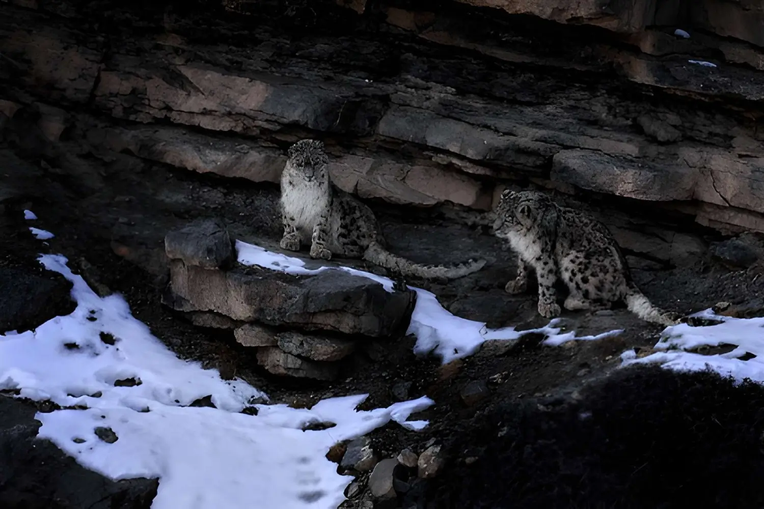 Snow Leopard Trek