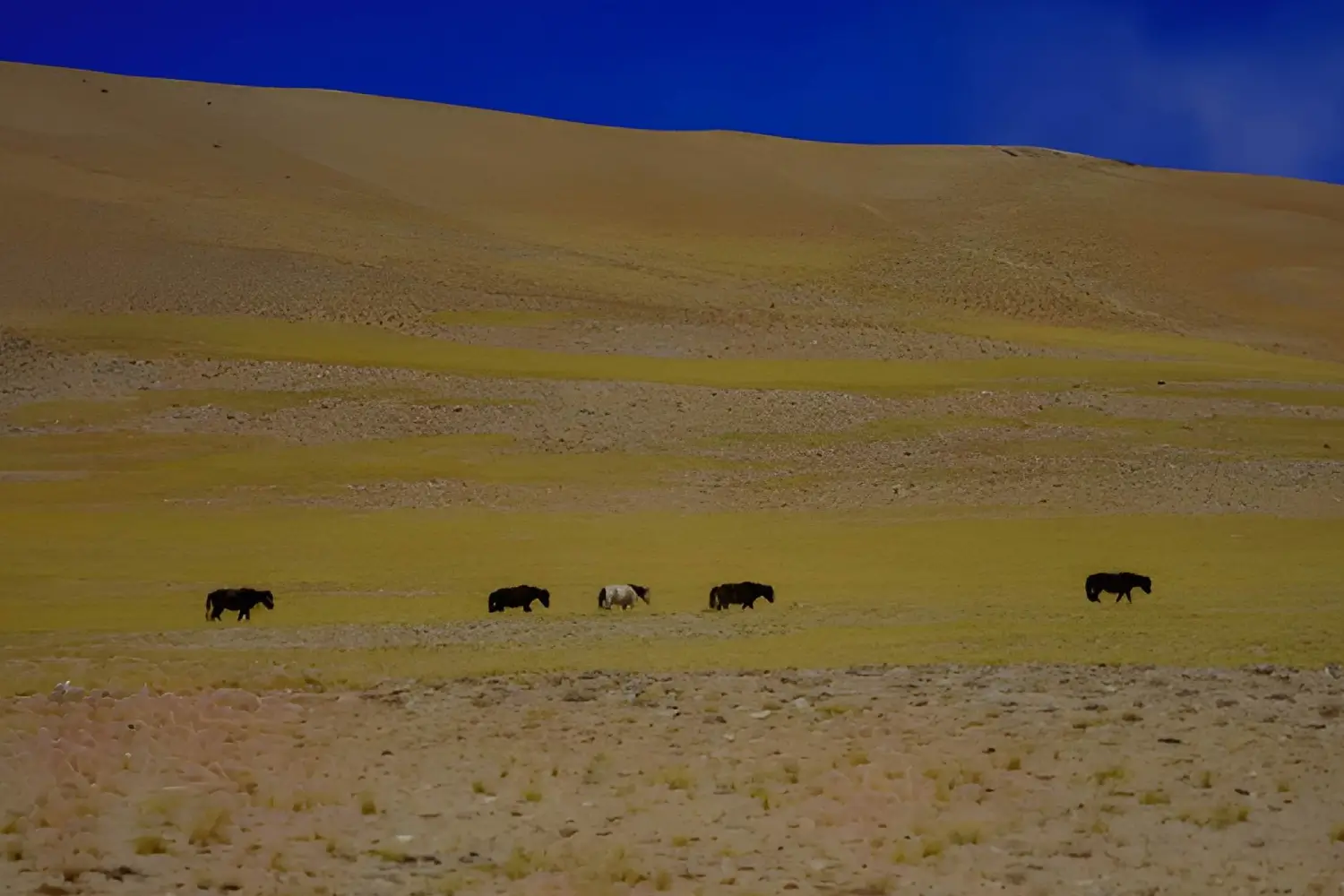 The Wild Ladakh and Remote Zanskar Trek