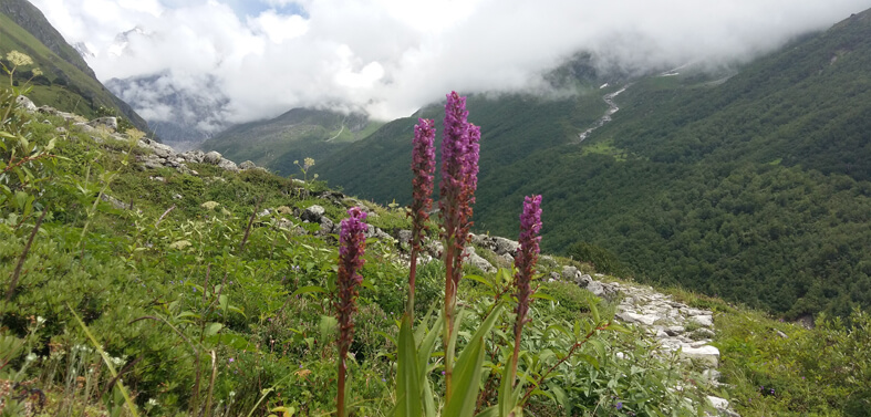 Kuari Pass - Valley of Flowers Trekking
