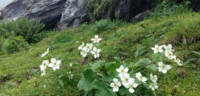 Valley of Flowers Trekking Tour