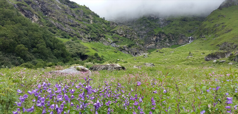 Valley of Flowers Treks