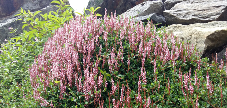 Valley of Flowers Trek Route