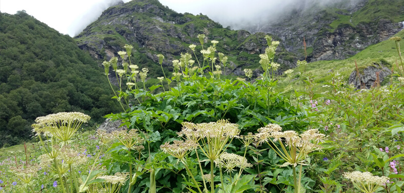 Valley of Flowers Trekkings