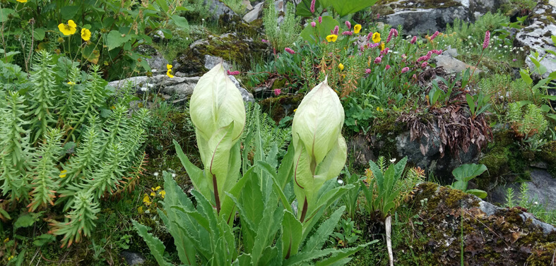 Valley of Flowers Trekking Tours