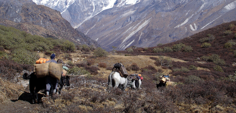Yuksom Dzongri Goecha La Trekking Tours